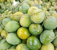 10 KG হিমসাগর আম (সরাসরী বাগান থেকে)